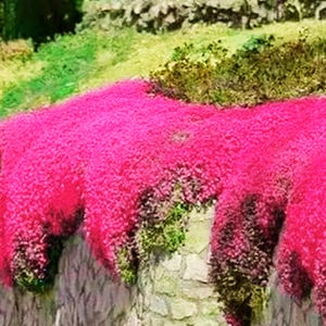 1000 Seeds Red Creeping Thyme – Live Seeds for Lawn Replacement, Fragrant Perennial, Attracts Bees & Butterflies