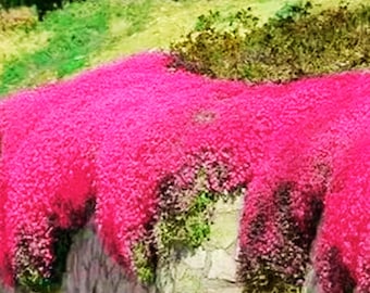 1000 Red Creeping Thyme Seeds: Fragrant Lawn Alternative