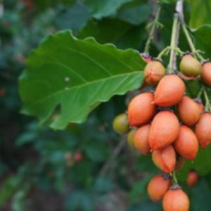 1 Bunchosia Glandulifera Live Plant – Exotic Peanut Butter Fruit Tree – Fast Growing & Unique Flavor