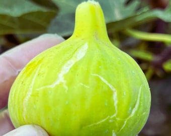1 Gold Fig Tree (Ficus Carica): Live Organic Heirloom Fruit Tree