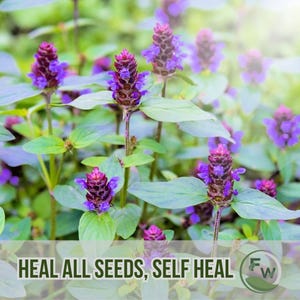 Può includere: Primo piano di piante di prunella, con spighe floreali viola vibranti e foglie verdi. L'immagine presenta il testo "HEAL ALL SEEDS, SELF HEAL". Lo sfondo è sfocato, evidenziando le piante.