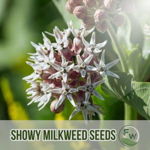 35 Showy Milkweed Seeds | Asclepias Speciosa | Native Wildflower | Butterfly-Friendly | Non-GMO