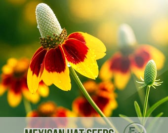 500 Mexican Hat Seeds | Ratibida columnifera | Drought Tolerant Native Perennial | Pollinator Friendly