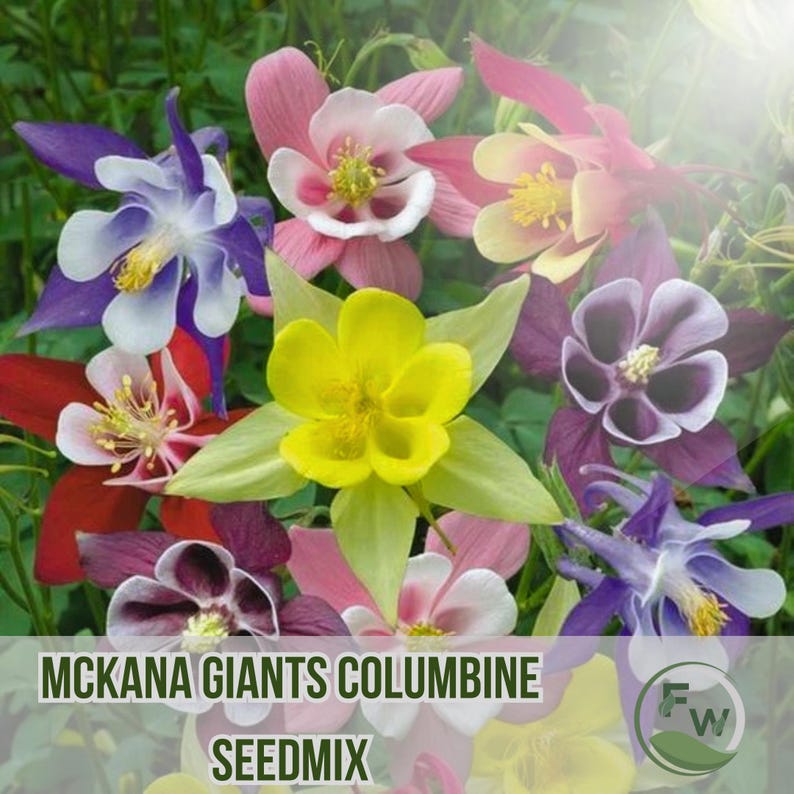 McKana Giants Columbine Seeds - Thumbnail 3
