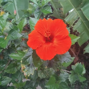 25 Seeds Organic Red Hibiscus Seeds for Lush Blooms - Heirloom Non-GMO Gardening Essentials
