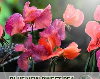50 Blue Vein Sweet Pea Seeds Easy Grow Flower Climbing Blooms for Garden Trellis