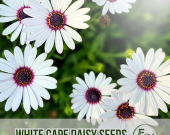 May include: White Cape Daisy seeds. The image features several white flowers with purple and yellow centres. The petals are long and thin, radiating outwards. The flowers are set against a blurred green background. The text "WHITE CAPE DAISY SEEDS" is at the bottom.