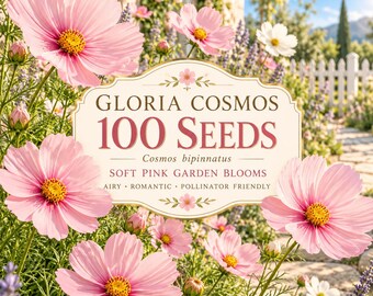 100 Gloria-Kosmeensamen | Rosa, einjährige, traditionelle Blumen | Insektenfreundliche Blüten