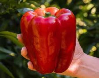 100 große rote Paprika-Samen - große, süße Gartenvielfalt