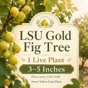 Gold Fig Tree, Ficus Carica 3–5 Inch Sweet Edible Fruit, Live Patio Plant