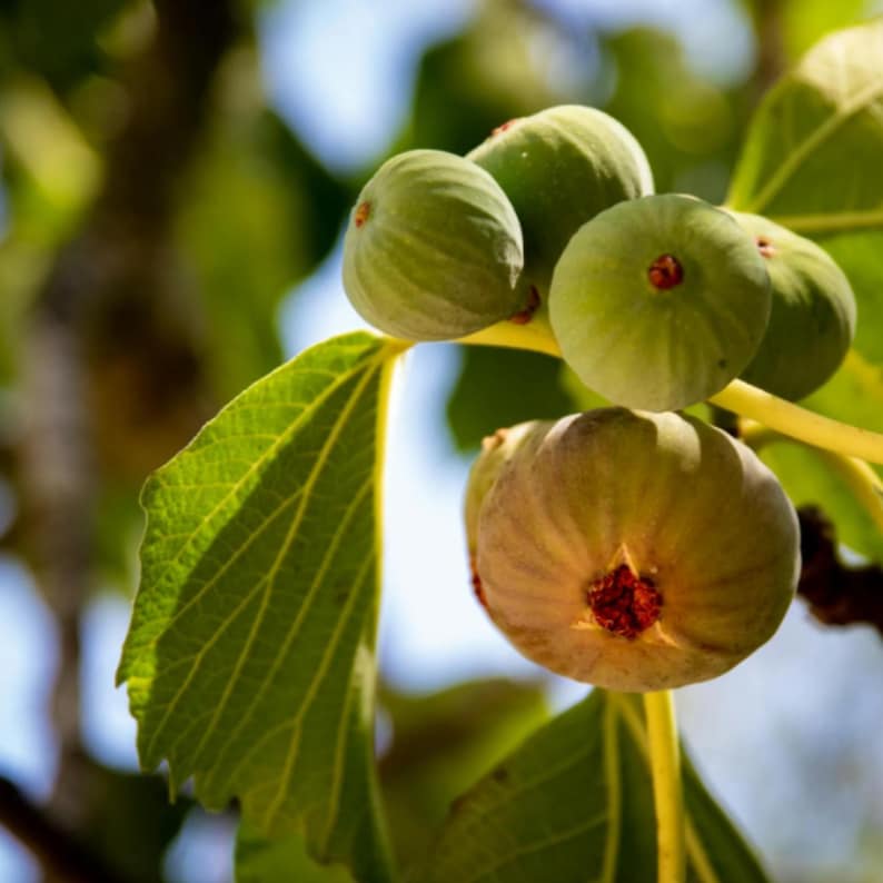 FACEWordCo Fig Tree