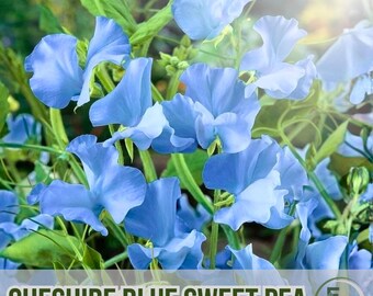 50 semi di pisello odoroso blu del Cheshire, rampicante da giardino, facile da coltivare