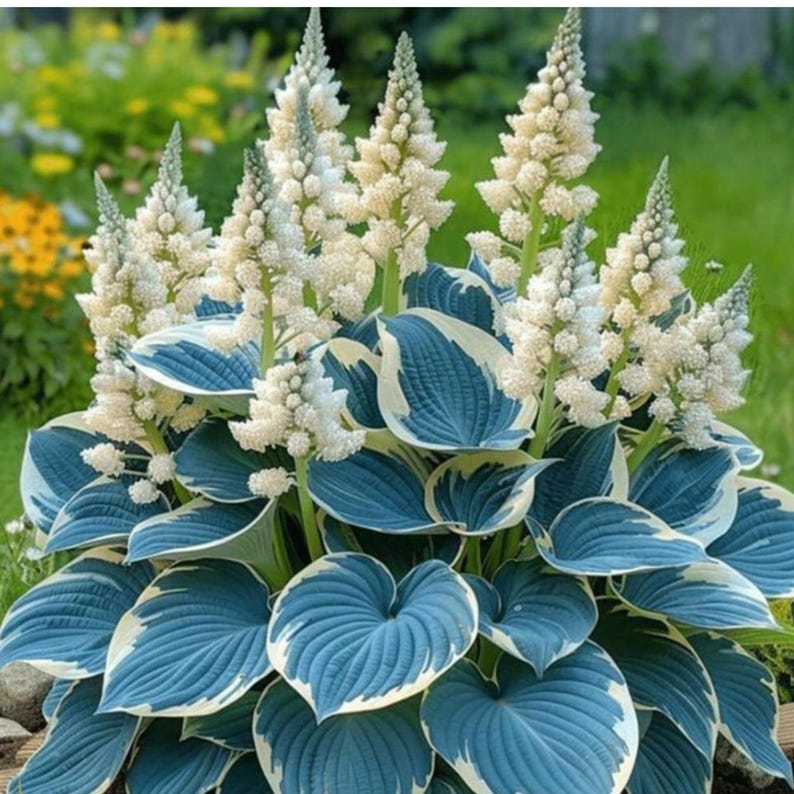 May Hosta 100 Hosta Seeds Beginner-friendly Shade Tolerant Non-gmo Ornamental ...