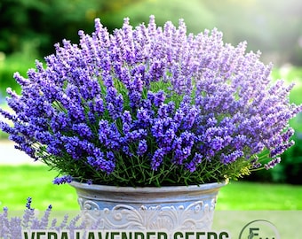 40 vera-lavendelzaden | Lavandula angustifolia | Niet-ggo-erfgoed | Geurige vaste plant | Bestuivervriendelijke kruidenzaden