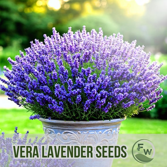 40 Vera Lavender Seeds | Lavandula Angustifolia | Non-gmo Heirloom |  Fragrant Perennial | Pollinator Friendly Herb Seeds - Etsy Israel