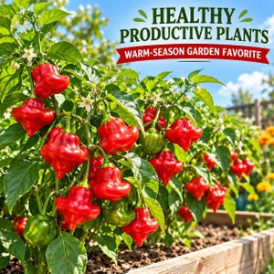 Healthy Aji Dulce pepper plants producing multiple fruits on lush green plants in a bright sunny vegetable garden