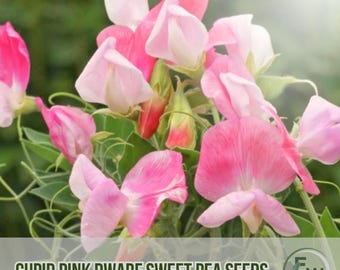 50 semillas de guisante de olor enano rosado Cupido: flores fragantes de herencia