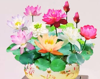 How To Plant 10-Pack Mixed Color Sacred Bonsai Lotus Flower Seeds - For  Home Garden Planting & Decoration Sacred Lotus Seeds