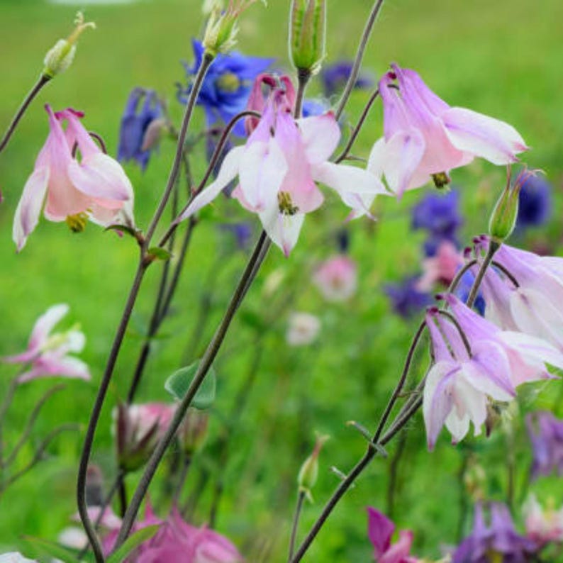 McKana Giants Columbine Seeds - Thumbnail 4