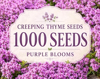Krypande timjanfrön, 1000 lila blommor marktäckare, torktåligt gräsmattealternativ