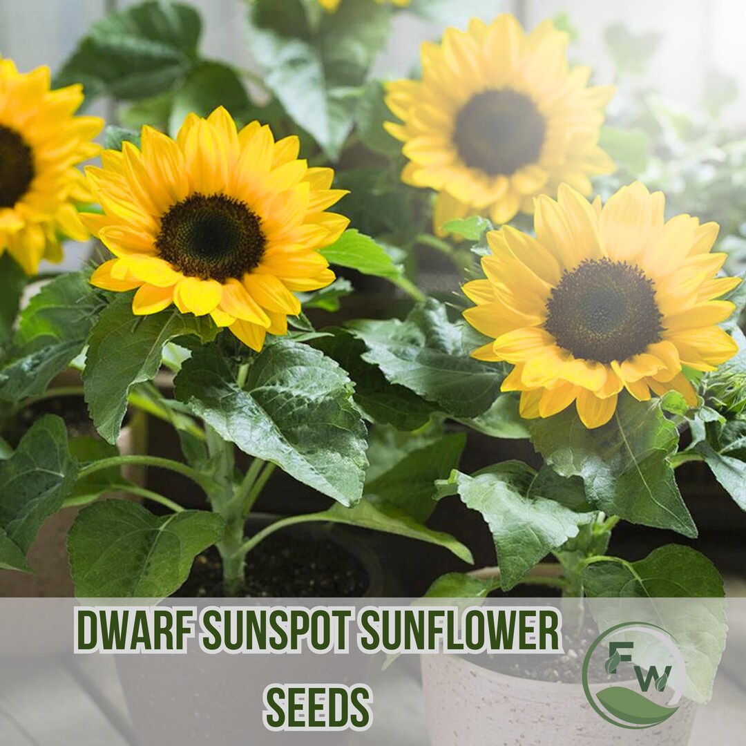 15 Dwarf Sunspot Sunflower Seeds | Compact Helianthus Annuus | Non-gmo ...