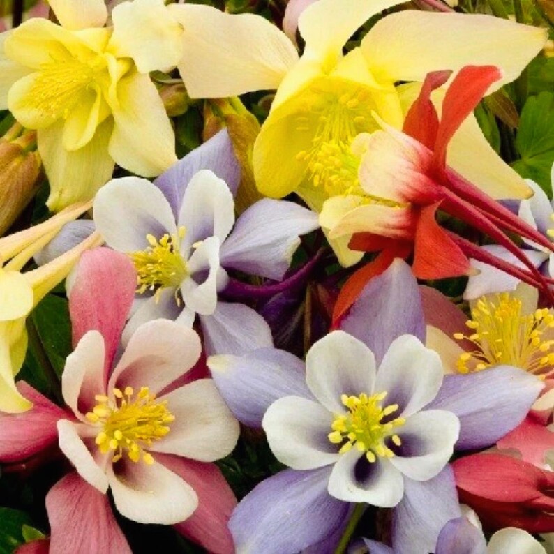 McKana Giants Columbine Seeds - Thumbnail 2