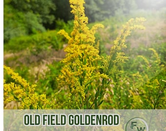 250 Old Field Goldenrod Seeds Solidago nemoralis Non-GMO Heirloom Native Perennial for Pollinators & Meadows