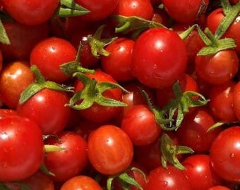 25 semi di pomodoro a crescita rapida (42 giorni) - Varietà antica / a maturazione precoce - Solanum lycopersicum - Semi da giardino
