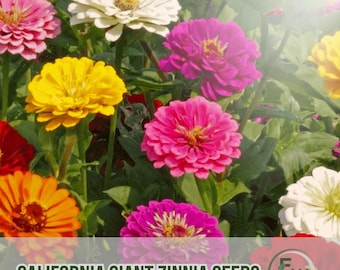 100 California Giant Zinnia Frön: Icke-GMO Arv, Färgglada Blommor