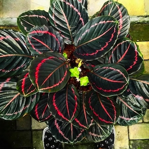 Edgy Pink Calathea 25 Seeds Couture Flower Indoor or Outdoor Calathea Seeds - Rare & Exotic Houseplant for Indoor Gardens - Easy to Grow