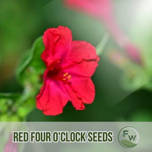 25 Red Four O&#39;Clock Seeds Non-GMO Mirabilis Jalapa, Bright Evening Blooms, Easy to Grow Flower Seeds for Garden Borders