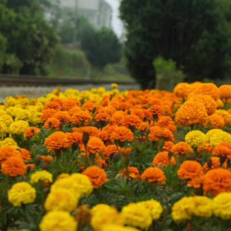 FACEWordCo Inca Marigold Seeds - Thumbnail 2