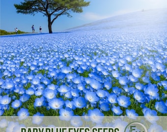 1000 Baby Blue Eyes Samen | Nemophila menziesii | Kalifornien Wildblumen Bodendecker | Einfach Wachsen Jährlich