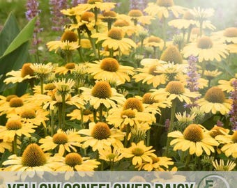 200 Yellow Coneflower Daisy Seeds Bright Yellow Garden Flowers Fast Growing Ornamental Blooms