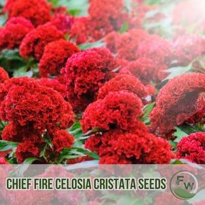 200 Chief Fire Celosia Cristata Seeds Organic USA Seeds Red Cockscomb Flowers