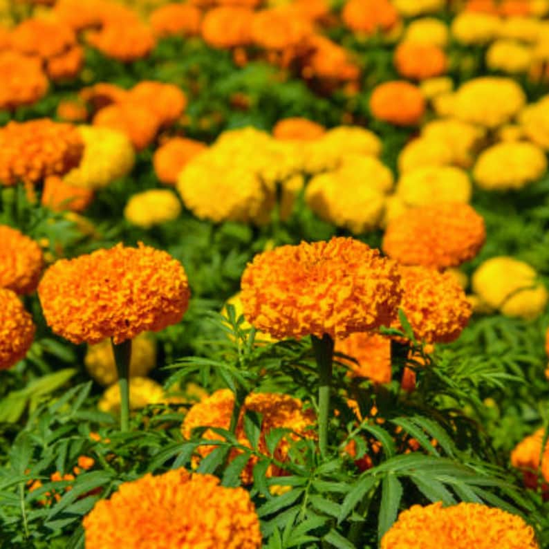 FACEWordCo Inca Marigold Seeds
