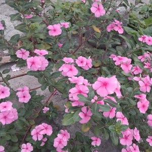Red/Pink Periwinkle Catharanthus roseus Perennial Herb Flowers 20 Seeds - Beautiful Periwinkle Flower for Gardens & Landscaping