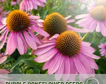 200 paarse zonnehoed Echinacea Purpurea GGO-vrij erfgoed, bestuivervriendelijke vaste plant gemakkelijk te kweken