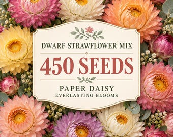 Dwarf Strawflower Mix Seeds, 450 Helichrysum Paper Daisy, Everlasting Blooms (Mixed Colors)