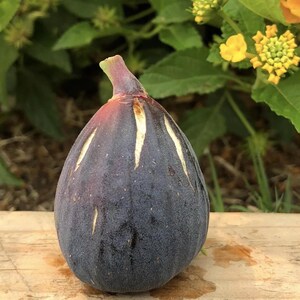 4 Black Fig Tree Cuttings – Easy to Grow, Organic Heirloom Variety, Fresh Cut Live Plant