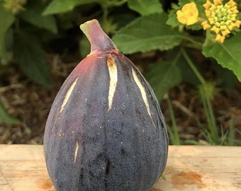 4 Black Fig Tree Cuttings: Organic Heirloom Variety - 4 Fresh Live Plants