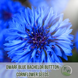 250 Dwarf Blue Bachelor Button Cornflower Seeds | Centaurea cyanus | Compact Non-GMO Blue Blooms