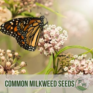35 Common Milkweed Seeds | Asclepias Syriaca | Native Wildflower | Monarch Butterfly Friendly