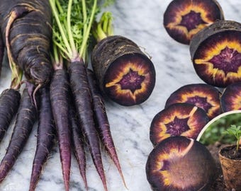 100 semi di carota Black Nebula, varietà antica, biologica, non OGM.