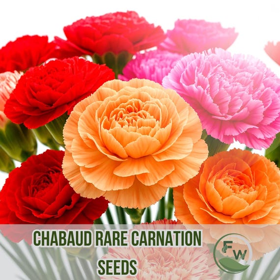 600 Chabaud Carnation Seeds | Rare Double Bloom Mix | Dianthus | Fragrant  NON-GMO Flowers - Etsy