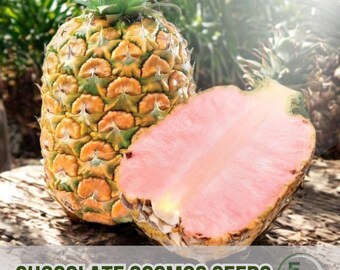 15 Pinkglow Pineapple Seeds Exotic Tropical Plant Garden & Container Growing