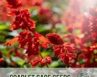 Può includere: Primo piano di fiori di Salvia Scarlatta rosso vivo in piena fioritura. L'immagine mostra i petali rosso vivo su uno sfondo verde sfocato. Il testo "SCARLET SAGE SEEDS" è visualizzato nella parte inferiore dell'immagine.