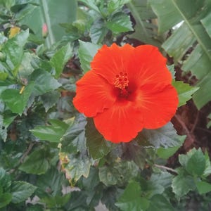 Organic Red Hibiscus 25 Seeds for Lush Blooms - Heirloom Non-GMO Gardening Essentials US