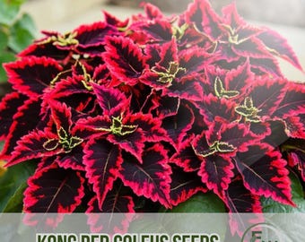 25 Samen der Kong Red Buntlippe