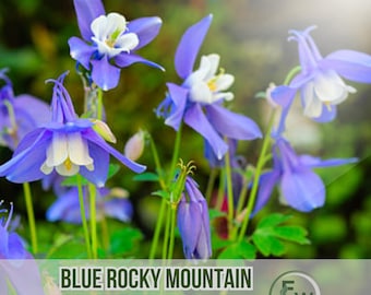 30 Rocky Mountain Columbine Seeds Blue & White Flowers Non-GMO Heirloom